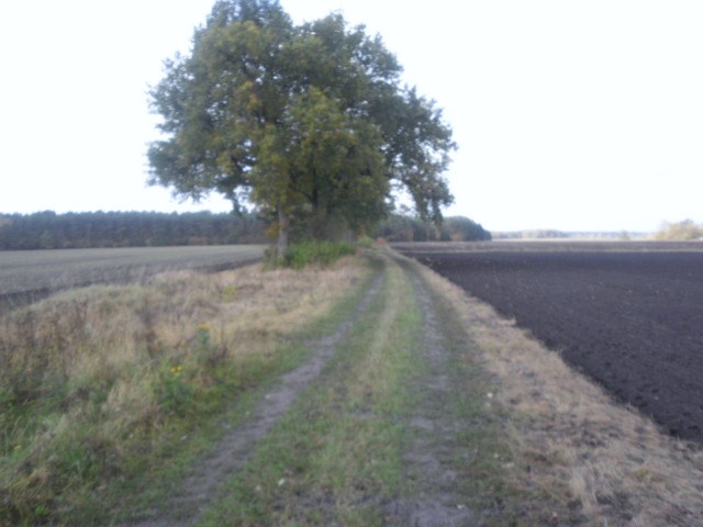 CTF-Permanente Neustaedter Holz 038